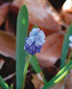 M. azureum