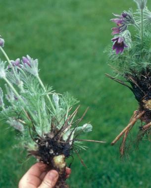 perennial plants in bloom