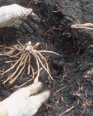 roots in soil