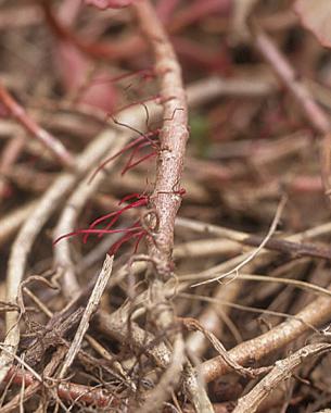 surface roots