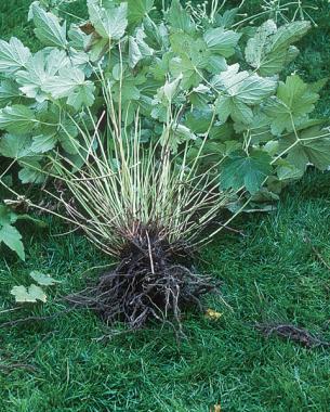 perennial running roots