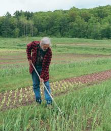 Garlic Begets Garlic - FineGardening