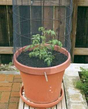 Small tomato plant in pot with a cage