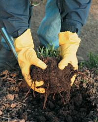 Remove the soil from the roots, discarding any without green shoots.