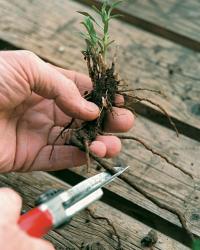 Trim the roots with shoots to fit your pot.