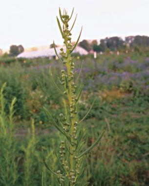 russian tarragon french tarragon