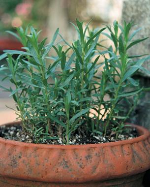 Tarragon growing in a container