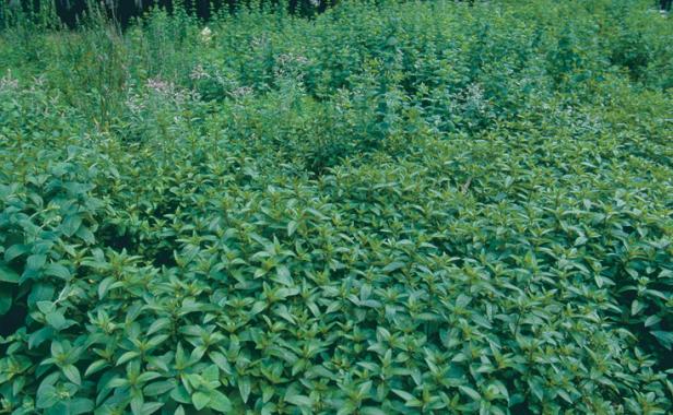 large field of mint