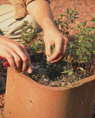 hands cutting leggy mint plants to the ground