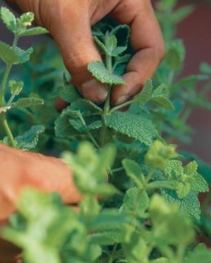 pinching off the top two sets of mint leaves