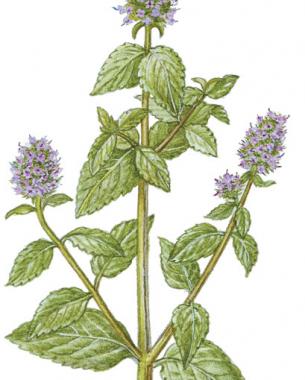 Peppermint ( Mentha piperita ) Photo/Illustration: Redenta Soprano