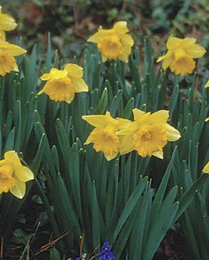 In Praise of Mini-Daffodils