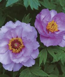 Light yellow stamens highlight the center of ‘Peach Blossom Complexion’, a single flower in coral pink with frosted edges.