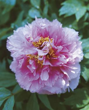 Each silver-red petal of ‘Coral Terrace’ is scalloped, forming a dense, round flower.