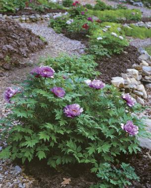 ‘Imitation of a Lotus Flower’ thrives in a raised bed.