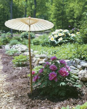 Tree peony flowers fade in bright sunlight, so grow them in dappled shade, where they receive morning light, or protect the blossoms with an umbrella for extended bloom.