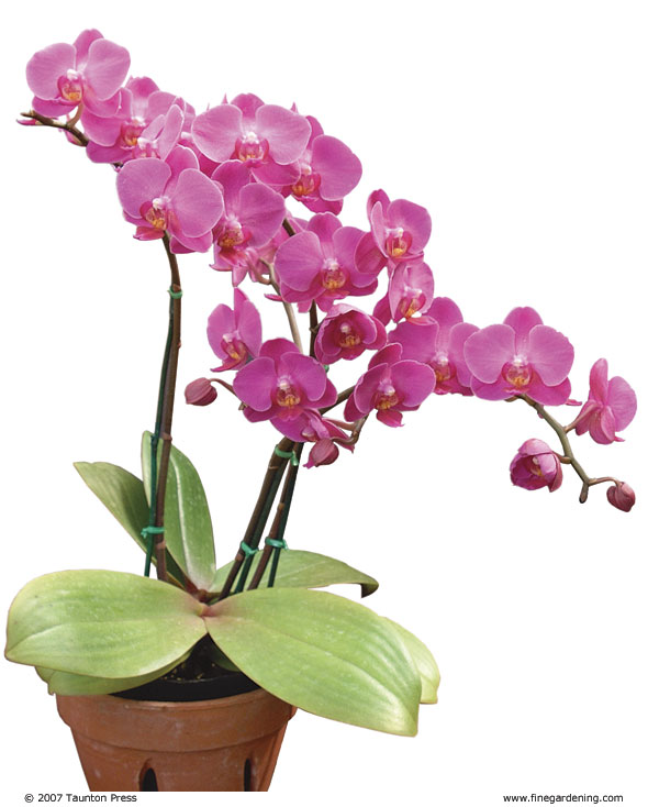 Success With Orchids Indoors - FineGardening