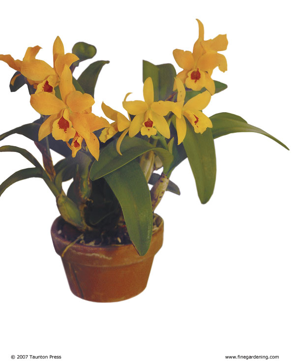 yellow orchids in a pot