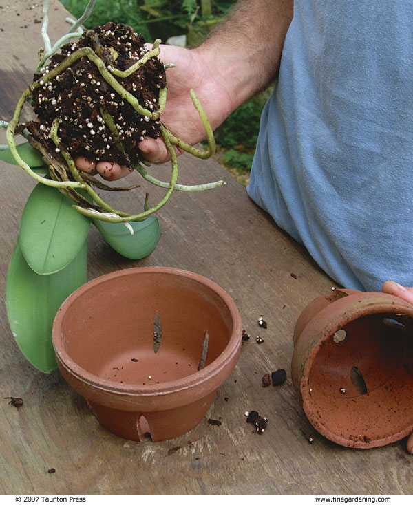 hand holding an orchid removed from the pot with many roots showing