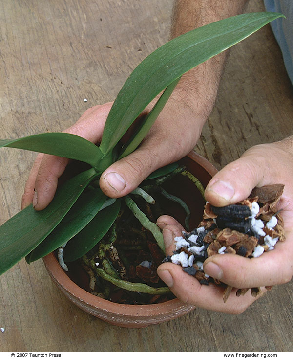 hands adding fresh, porous potting mix (a packaged orchid mix or a custom blend), filling the spaces among the roots.