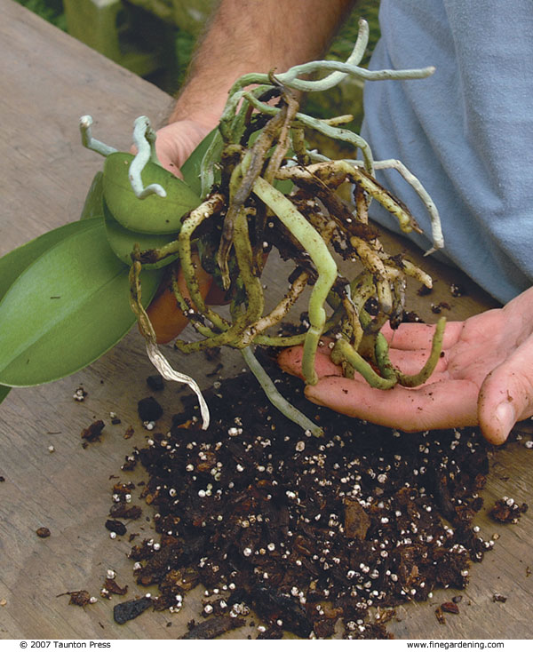 hand loosening the potting mix from the roots