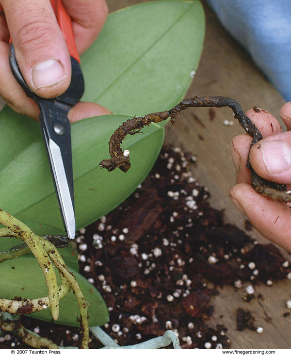 close up of hand with scissors removing dead parts of the roots