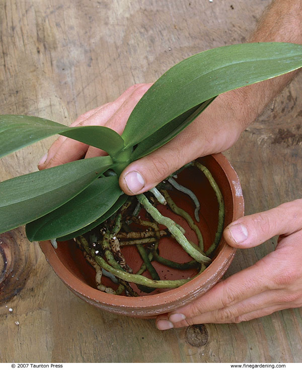 hand placing the roots evenly into a new, slightly larger pot