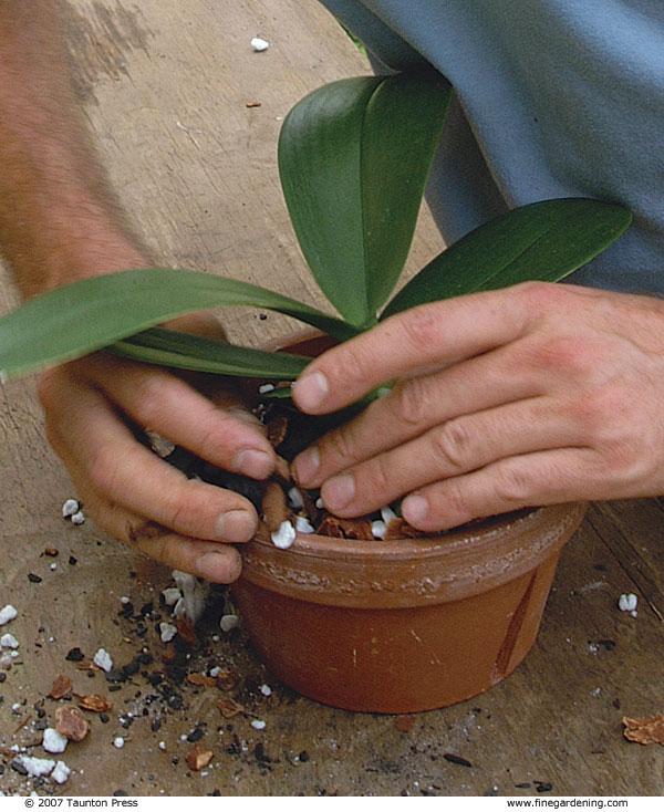 hands gently packing the potting mix, making sure the plant roots are held firmly within the pot.