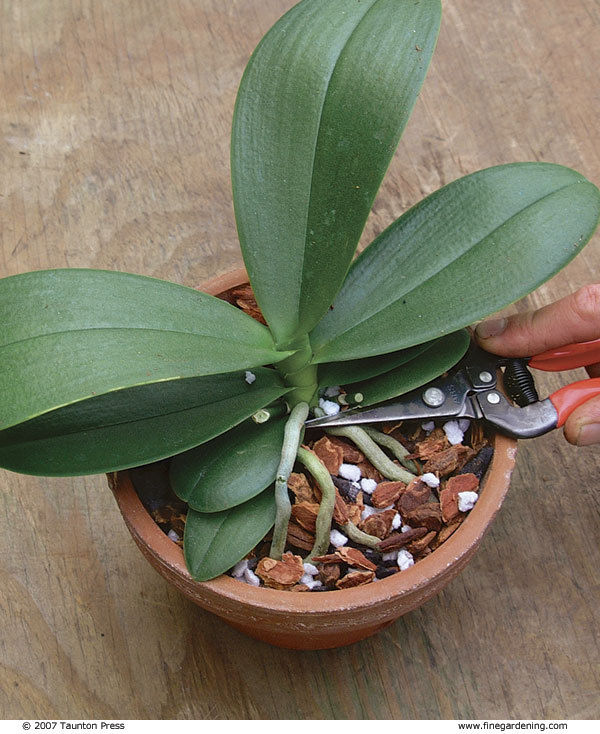 Positioning the plant so that it is centered and the potting mix reaches or slightly covers the upper roots.