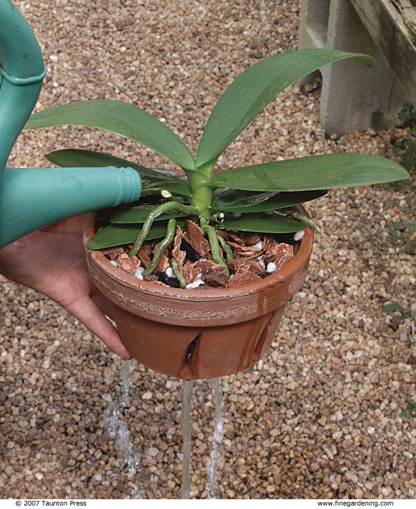 water draining from the thoroughly watered pot