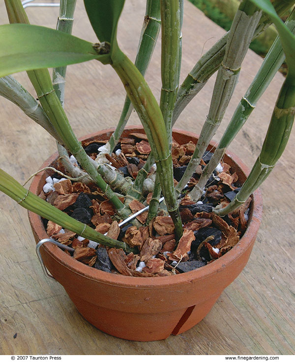 Metal pin clamped onto the side of the pot to help lock orchids within their pots by holding the stem in position. 