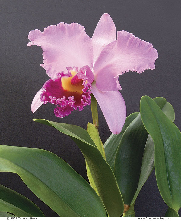 Cattleya orchid