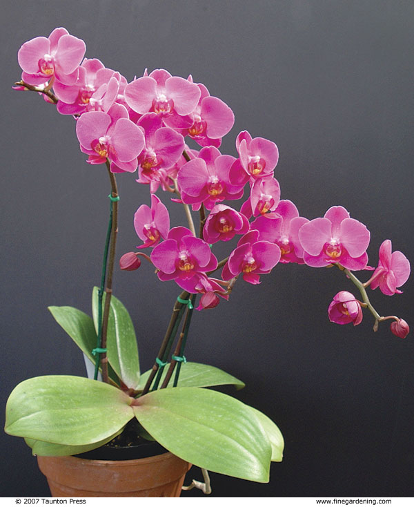 Moth orchid