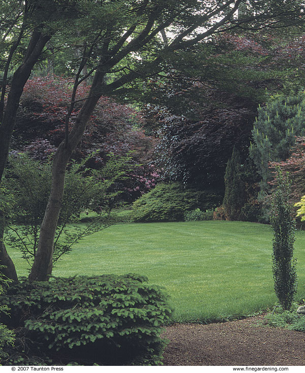 Border of Trees and Shrubs