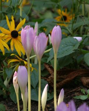 Meadow saffron