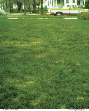 brown patches in lawn