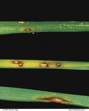 unhealthy spots on grass blades