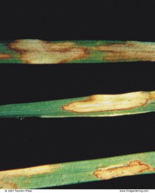 Rhizoctonia blotches