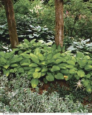 trees surrounded with plants instead of lawn