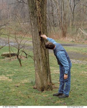 man examining a split tree trunk