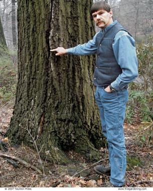 man pointing to crack on a tree trunk