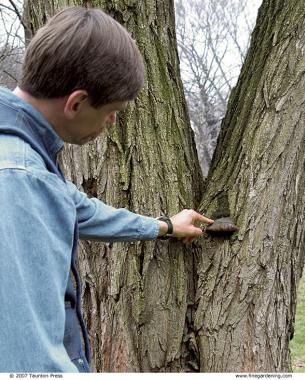 man examining a mushroom growing on an old pruning scar