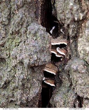 mushrooms on a tree indicate a problem