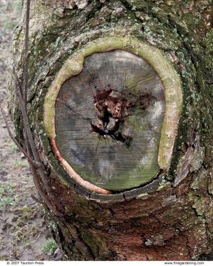 hollow on a tree