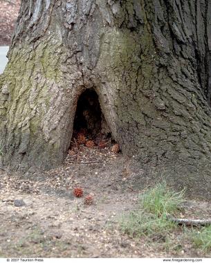 hole in a trunk, evidence of an internal hollow