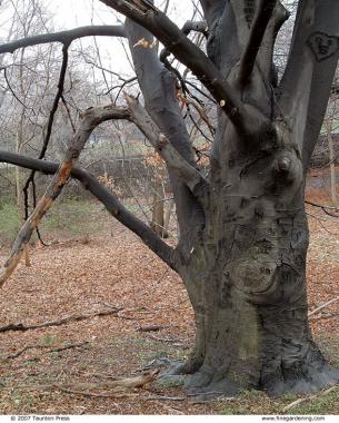 hanging branch from a tree