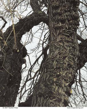 dead wood on a tree