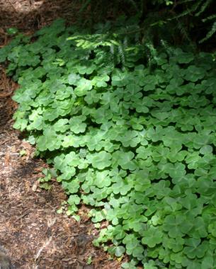 Oxalis tetraphylla