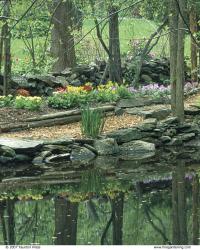 Primroses bloom in the woodland garden