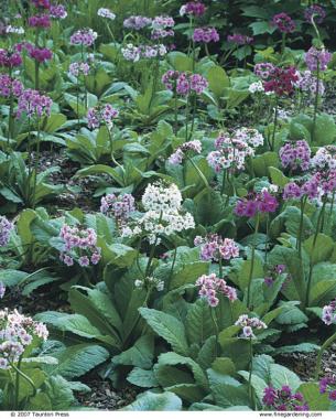 Japanese primroses thrive in wet sites like the edge of a pond or stream.